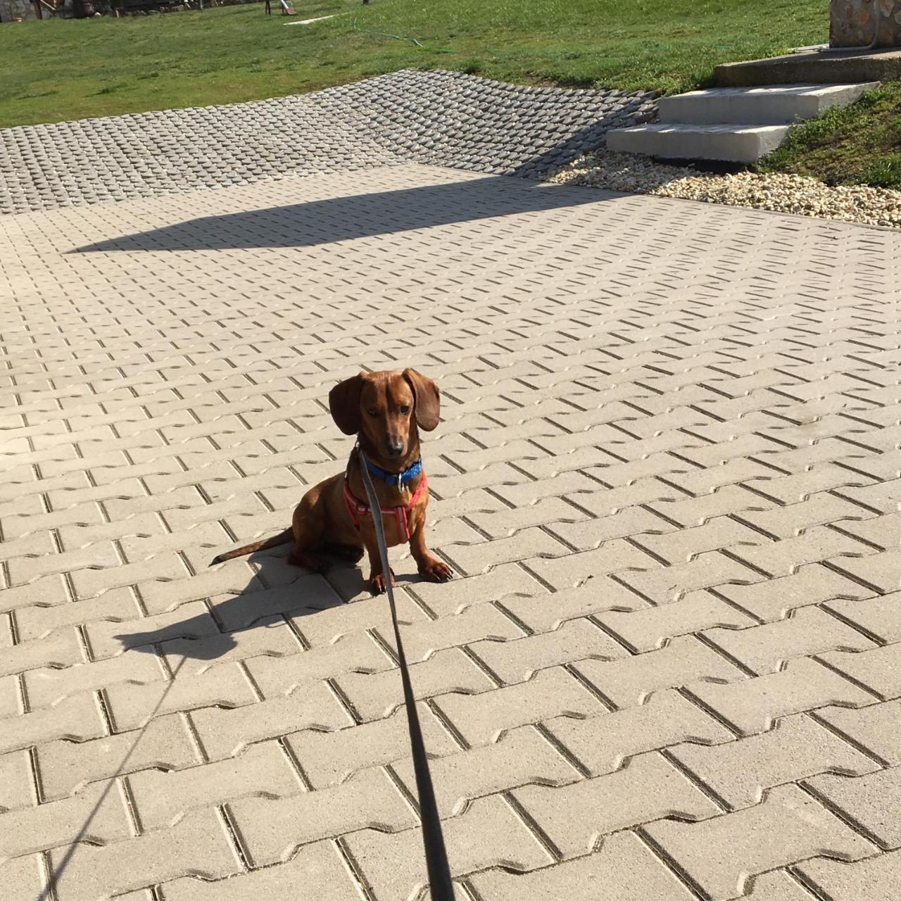 Pillangó Vendégház Tállya Exterior foto